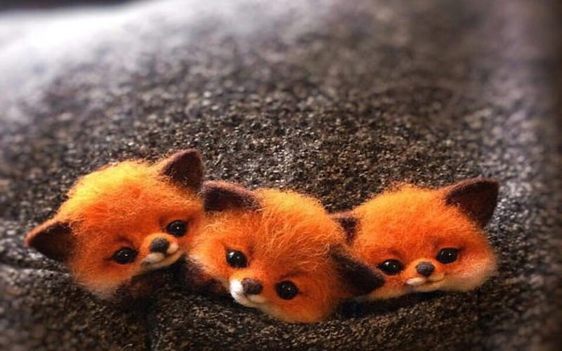 Three Baby Brother Fox, Fox, Baby, Brothers, Three, Pet, HD wallpaper