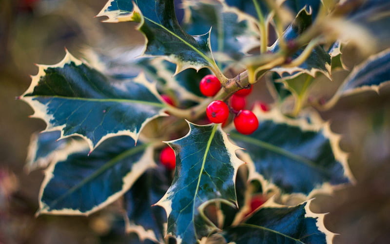 Mistletoe, red, holy leaves, green, christmas, berry, macro, HD wallpaper