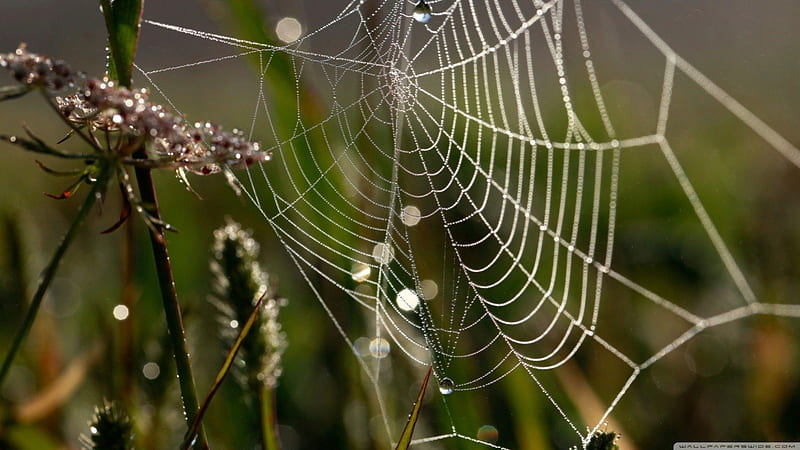 Dew on the web, grass, raindrops, dew drops, spider web, dewdrops, web macro, nature, abstracgraphy, rain, field, animals, HD wallpaper
