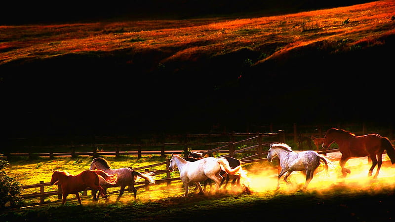 Horses Gallop In Pasture, beautiful horses, Horses, Running horses, horse herd, HD wallpaper