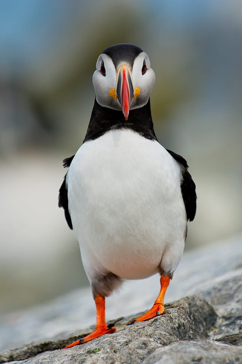 selective focus graphy of black and white puffin bird, HD phone wallpaper