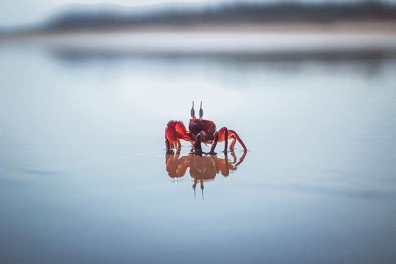 Red Crab on White Water, HD wallpaper