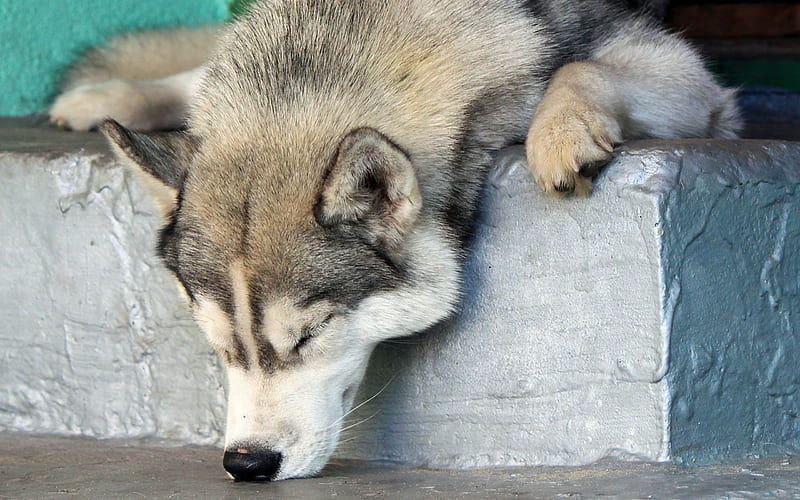 just a hangover, pretty, wonderful, stunning, marvellous, bonito, adorable, animal, nice, outstanding, animals, dog, super, amazing, fantastic, sleeping, skyphoenixx1, awesome, great, husky, dogs, HD wallpaper