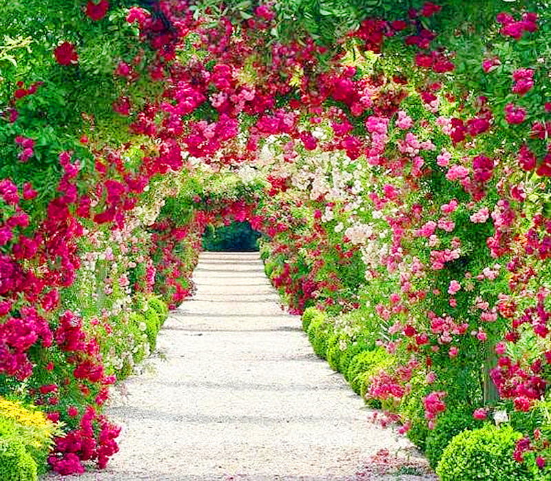 Walk beneath the blooms, red, walkway, arches, green, roses, pink, HD wallpaper