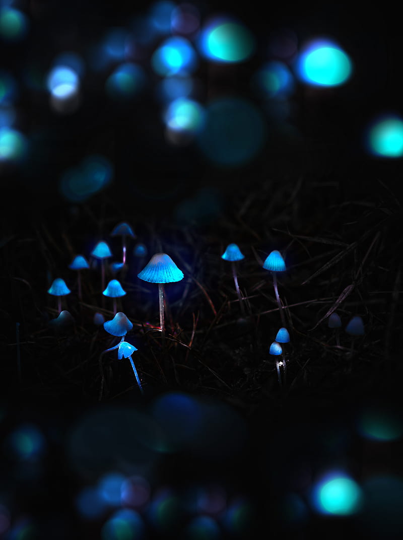 mushrooms, toadstools, glow, hop, HD phone wallpaper