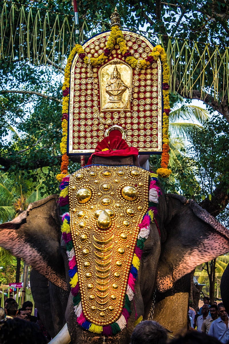 Kerala elephant, festivals, HD phone wallpaper | Peakpx