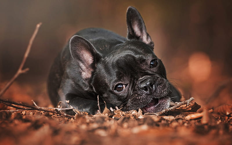 french bulldog, autumn, dogs, park, close-up, black french bulldog, pets, cute animals, bulldogs, HD wallpaper