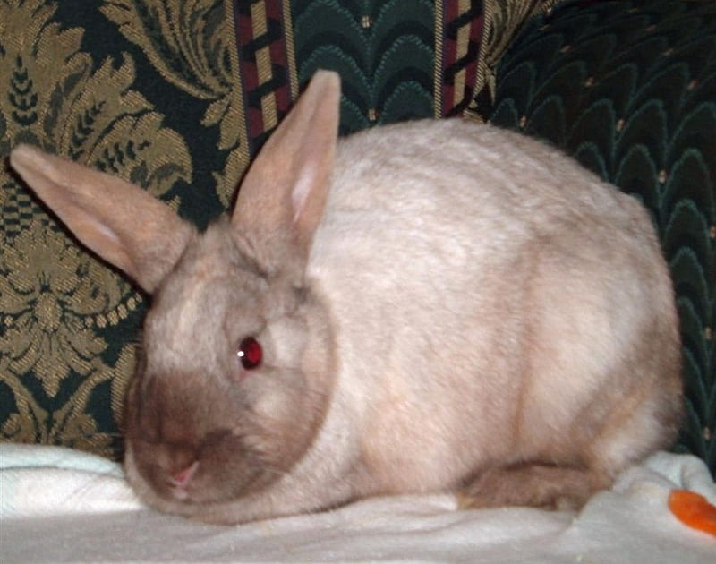 Big Fluffy Bunny, rabbit, white, brown, HD wallpaper