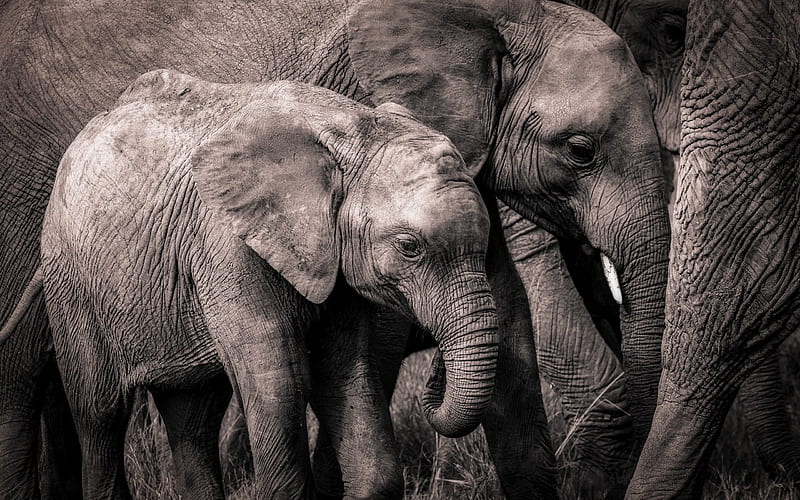 africa, clone, elephants, elephant family, elephant, HD wallpaper