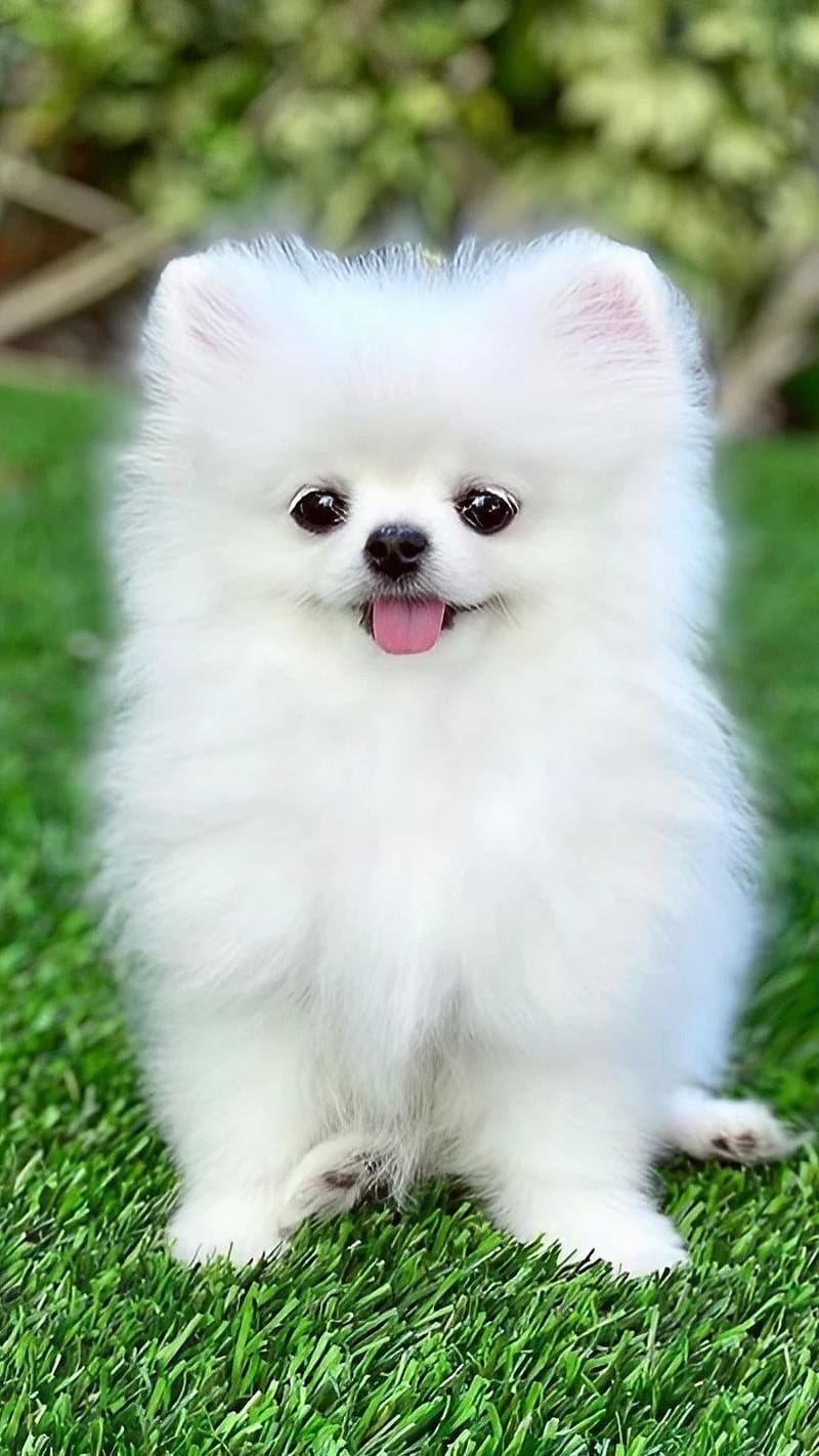 Cute Dog For, White Pomeranian, pet dog, pet animal, HD phone ...