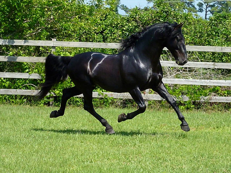 TRIUNFADOR XXIV, black, horse, andalusian, horses, spanish, HD wallpaper