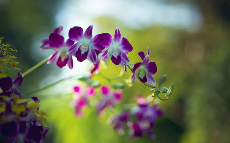 Purple Dendrobium Orchids Flowers Outdoors Ultra, Nature, Flowers, Purple, Spring, Green, Outdoor, Blooming, Orchids, deepoffield, HD wallpaper