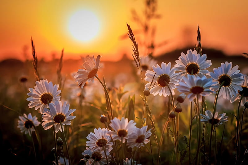 Summer Feelings, daisies, flowers, blossoms, sunset, sky, landscape, HD wallpaper