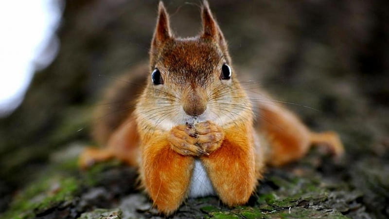 Watching TV And Eat Nuts, Eat, Squirrel, TV, Nuts, Cute, HD wallpaper