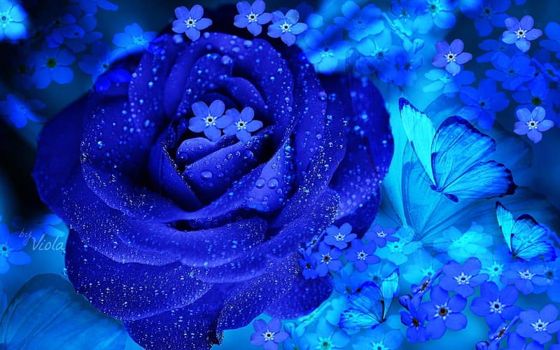 Blue Rose, Viola Tricolor, blue dream, butterflies, spring, roses, water drops, summer, flowers, nature, HD wallpaper