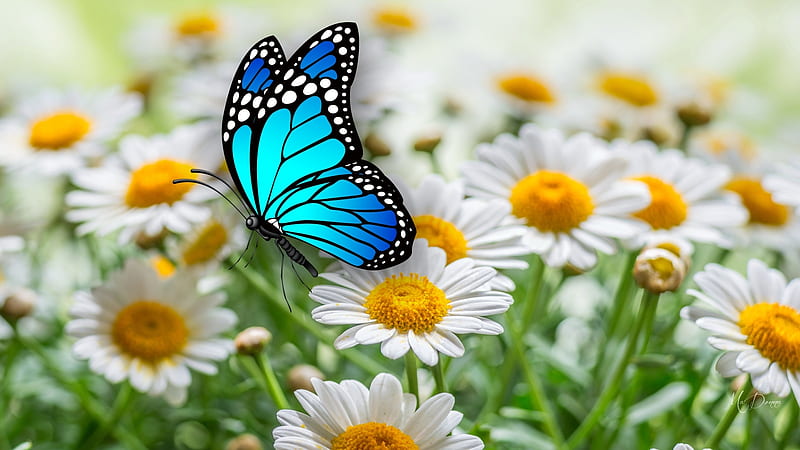 Daisies Butterfly, wild flowers, fresh, spring, daisies, butterfly, summer, chamomile, flowers, field, Firefox Persona theme, HD wallpaper