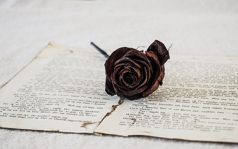 rose, dry, flower, pages, HD wallpaper