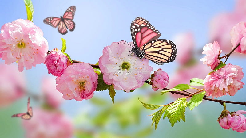 Hello Spring, Blossom, Butterfly, Butterflies, Pink, Green, Spring, HD wallpaper