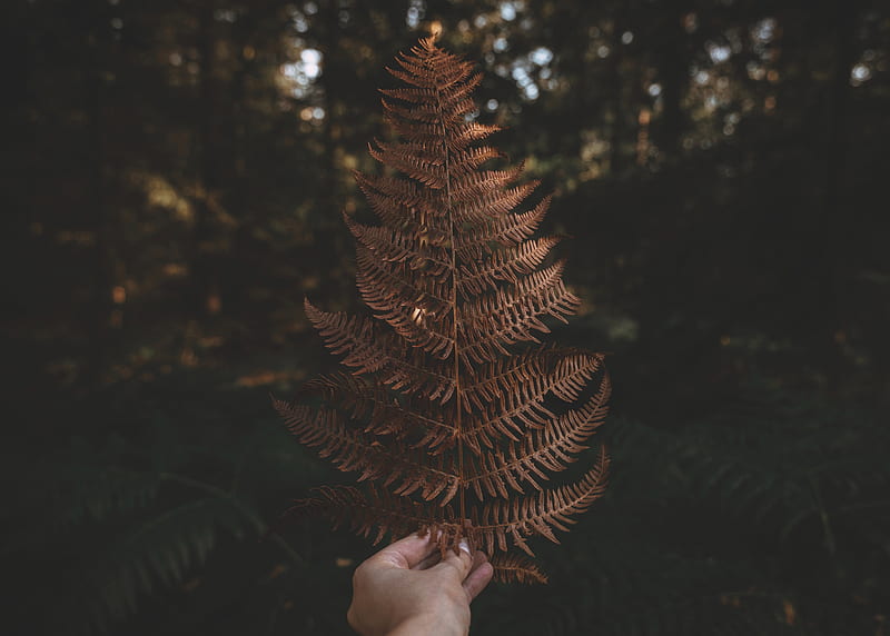 fern, leaf, hand, plant, nature, HD wallpaper