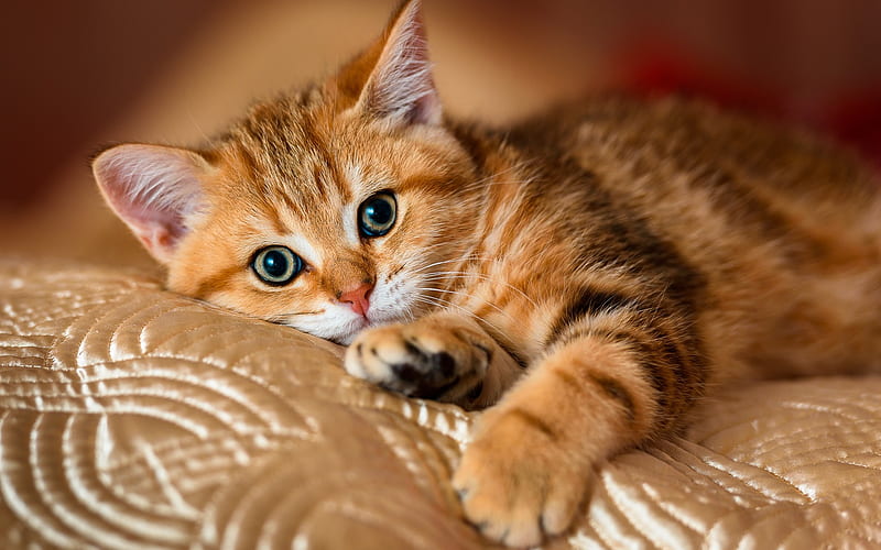 Ginger cat, big beautiful eyes, pets, American Shorthair cat, cute animals,  cats, HD wallpaper | Peakpx