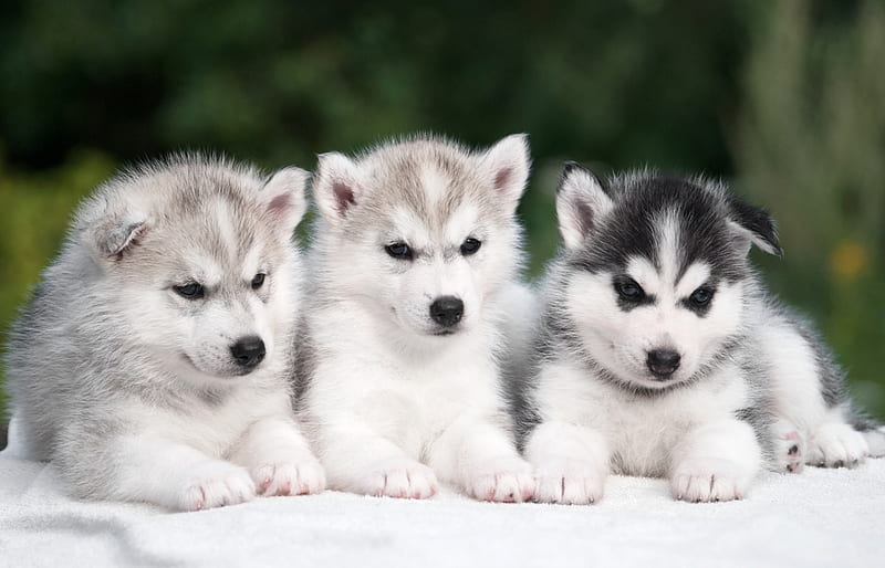 Puppies, cute, trio, caine, white, puppy, dog, animal, husky, HD ...