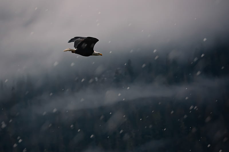 eagle, bird, fly, snow, HD wallpaper