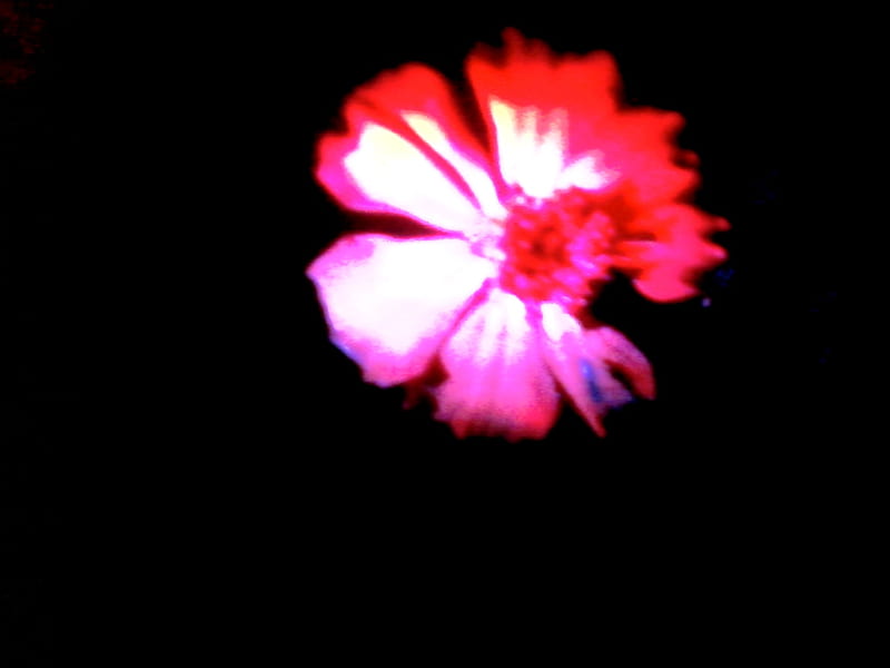 Flower in darkness, colors, beauty, light of hope, darkness, HD