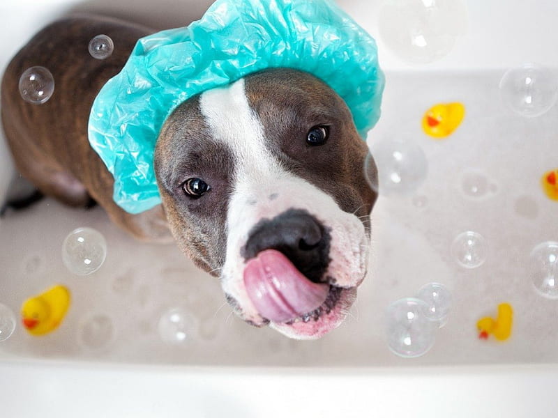 Dog bath, cute, bubbles, rubber ducky, bath, funny, animals, dog, HD wallpaper