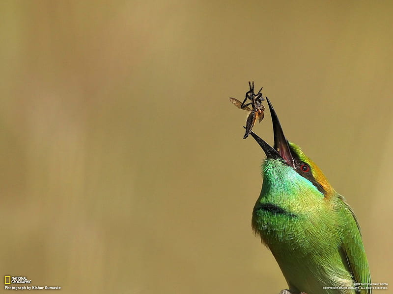 Green throat Bee-eater-National Geographic- of the Day, HD wallpaper
