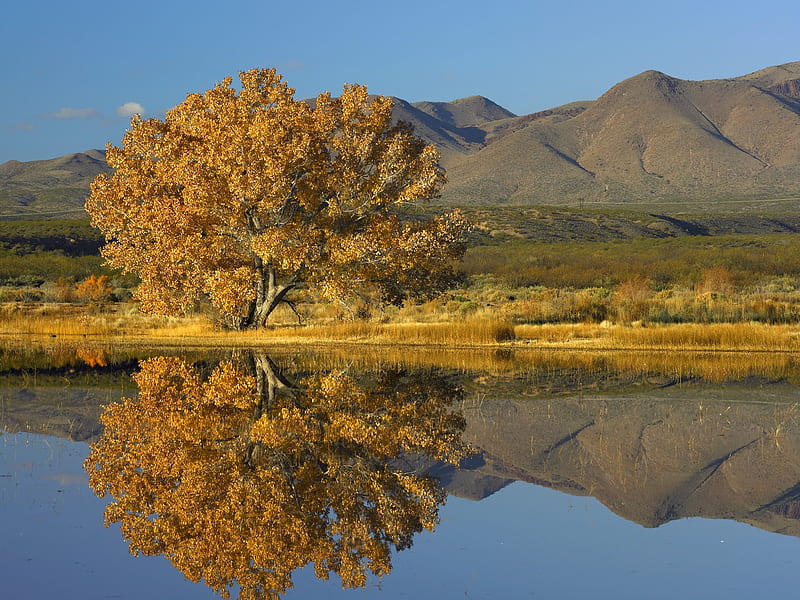 Cottonwood, Magdalena Mountains, New Mexico, tree, usa, river, reflection, landscape, HD wallpaper