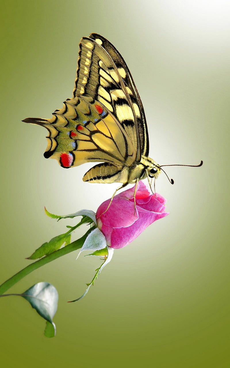 Spring, butterfly, rose, HD phone wallpaper