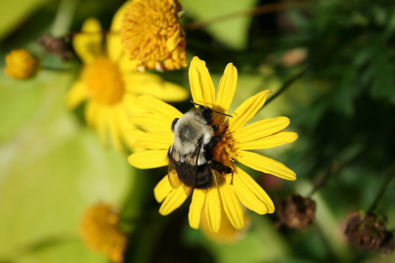 Bee day, flower, bug, bee, pollen, HD wallpaper