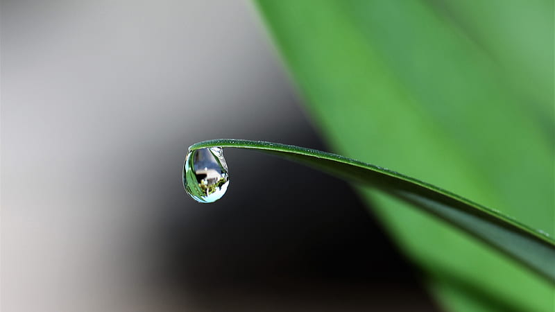 Water Droplet At The Tip Of Green Leaf Green, HD wallpaper