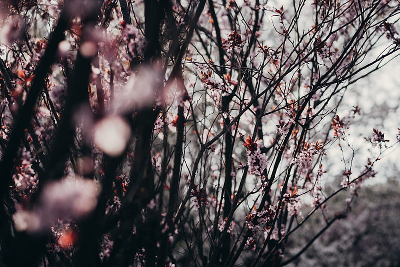 sakura, flowers, trees, spring, HD wallpaper