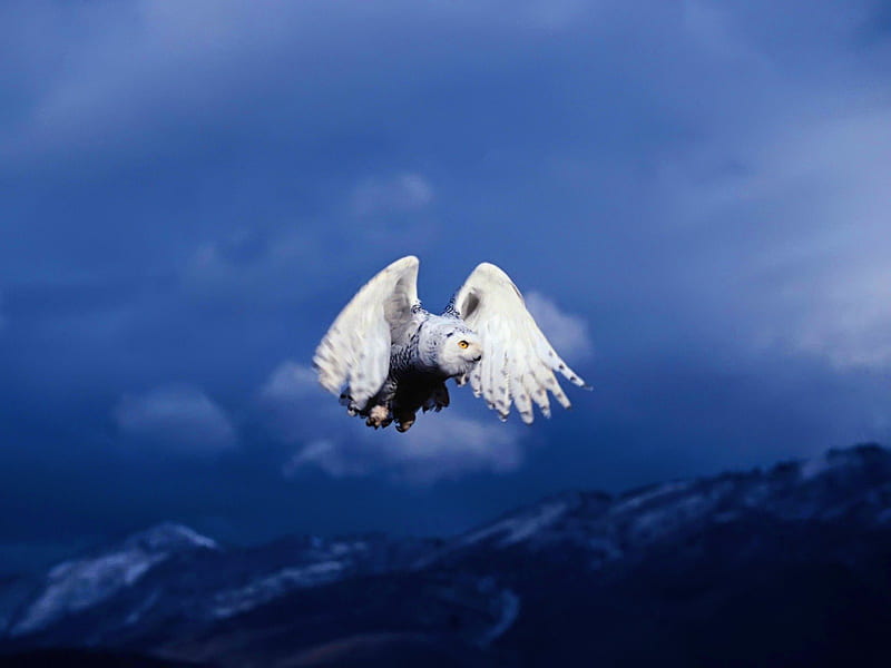 Snow Owl's Majestic Flight., the, a, very, of, HD wallpaper