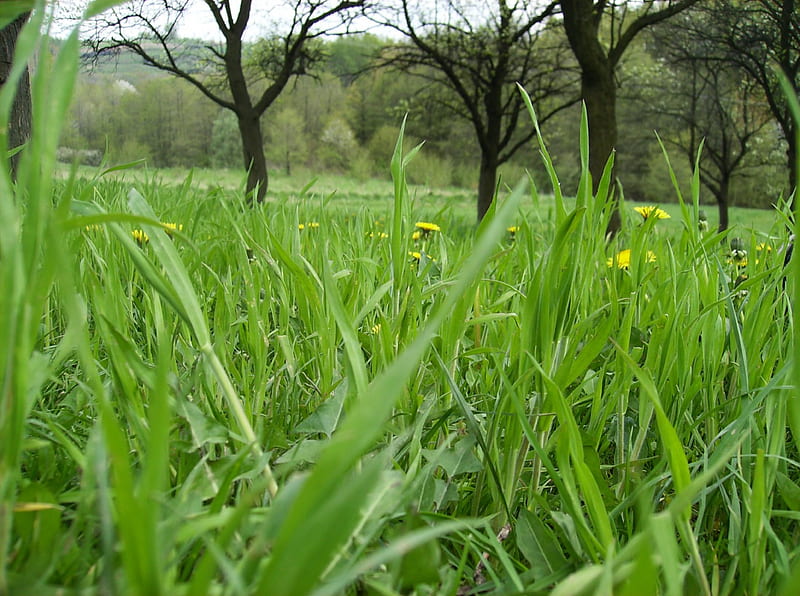 Grass, cute, tree, green, wonder, flover, HD wallpaper