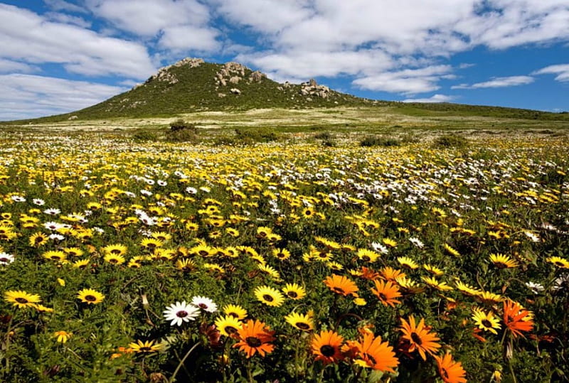 Postberg, South Africa, gazania, flowers, blossoms, colors, clouds, hill, HD wallpaper