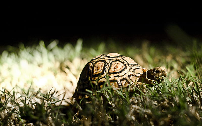 turtle-Animal World Series, HD wallpaper