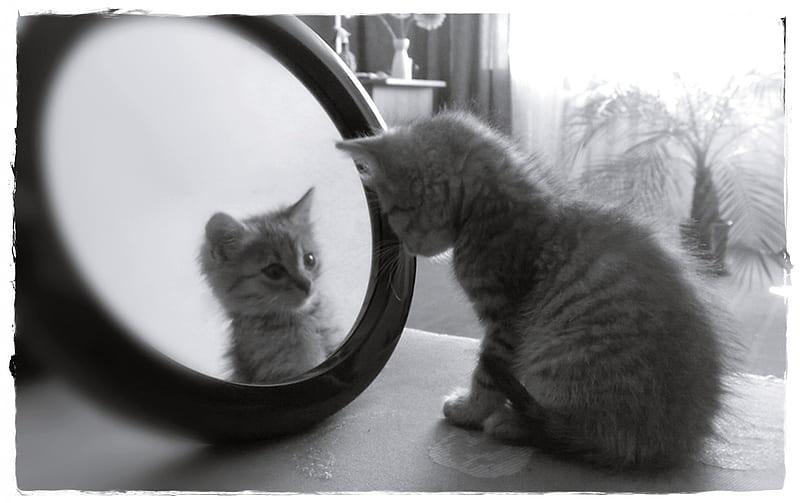 Mirror Mirror, black, reflection, white, cat, cats, HD wallpaper