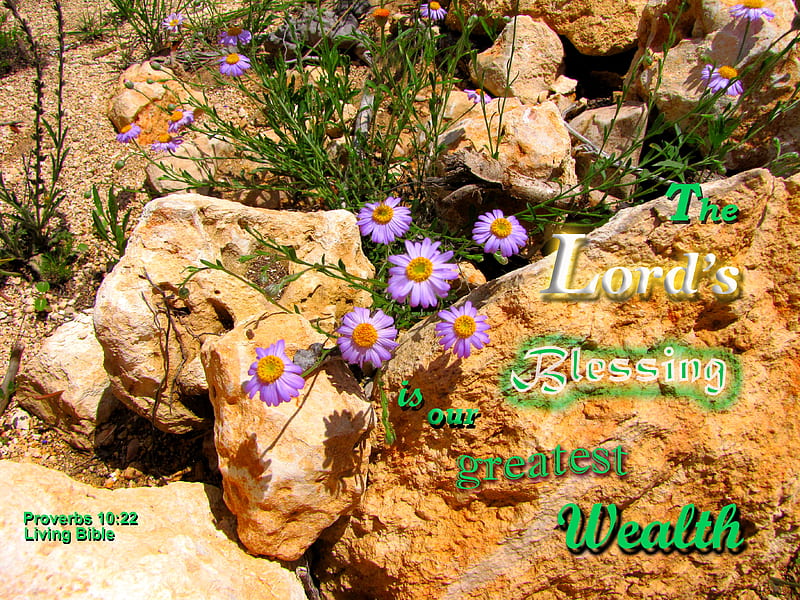 The Lord's Blessing, stones, wildflowers, rocks, plants, Bible, flowers, HD wallpaper