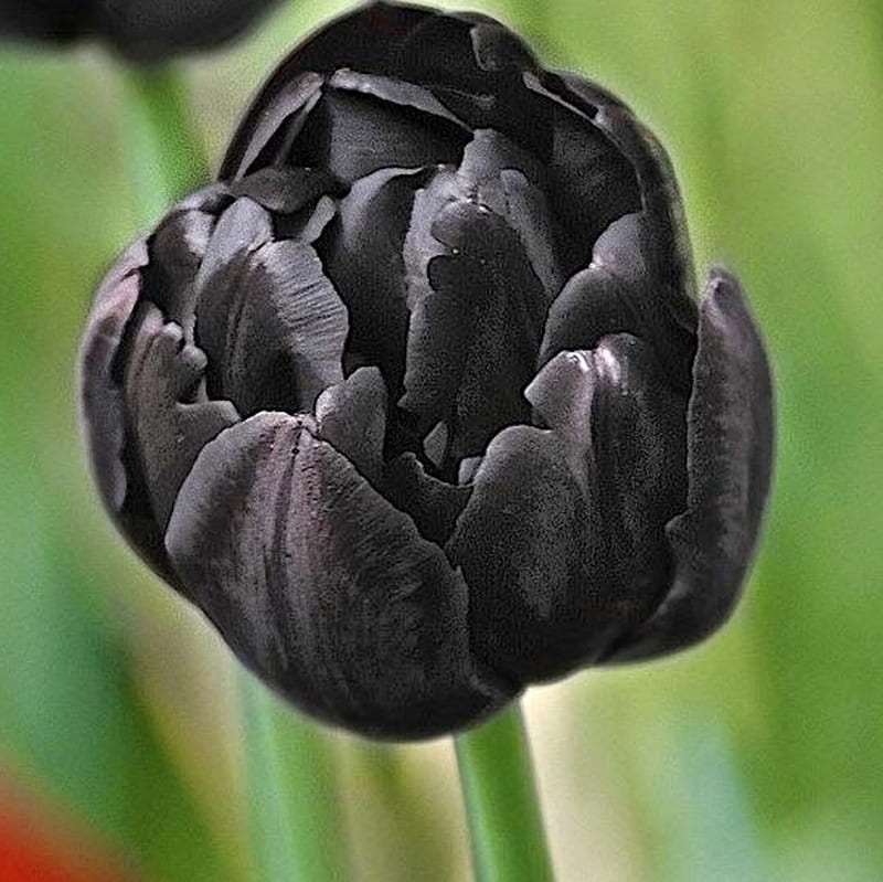 Black Tulip, flower, pretty, black, tulip, HD wallpaper