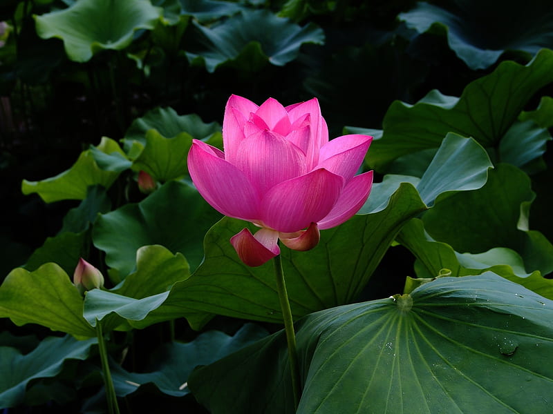 Lotus, water lily, vara, green, flower, summer, pink, HD wallpaper