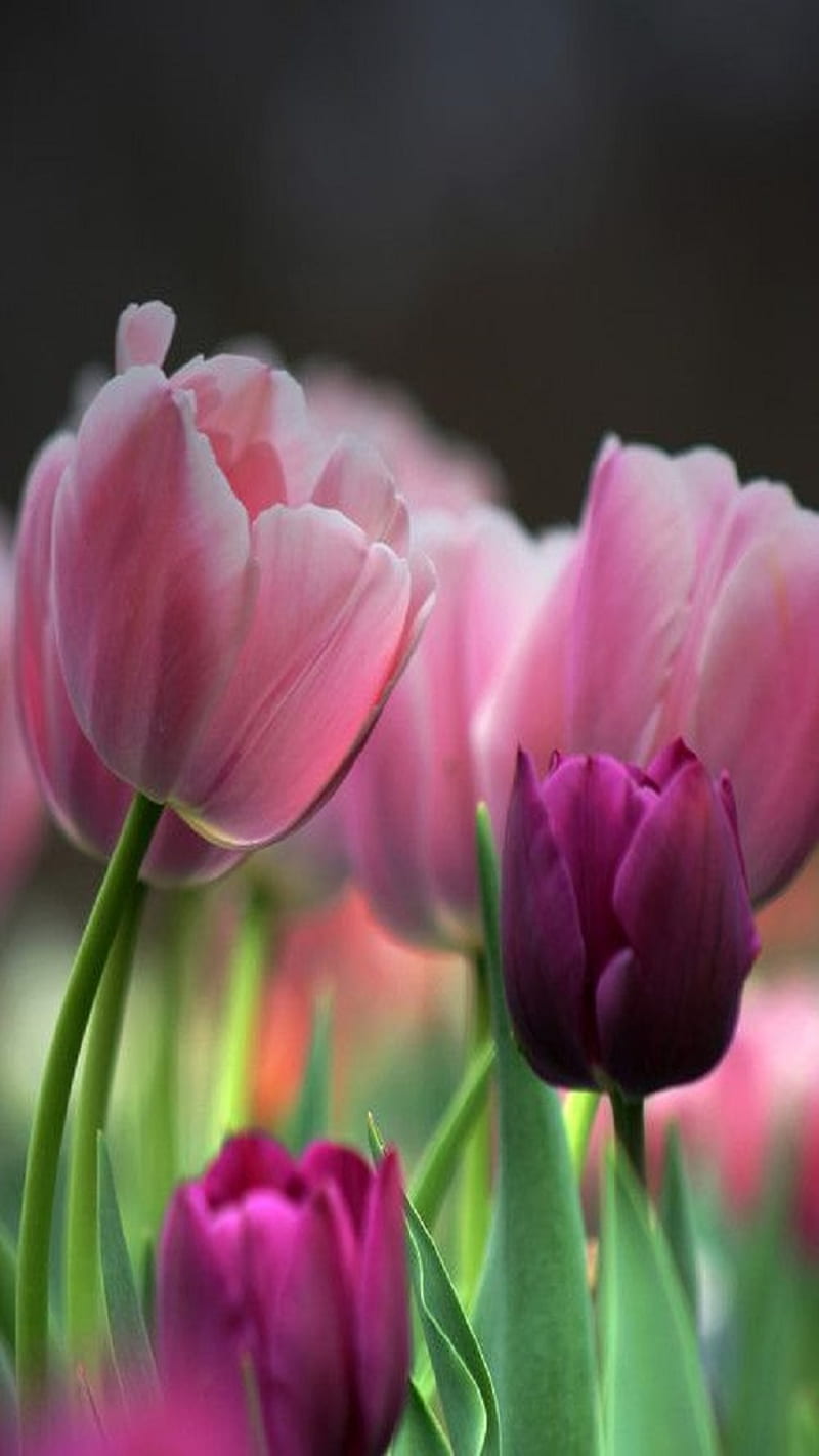 Tulips, flowers, HD phone wallpaper | Peakpx