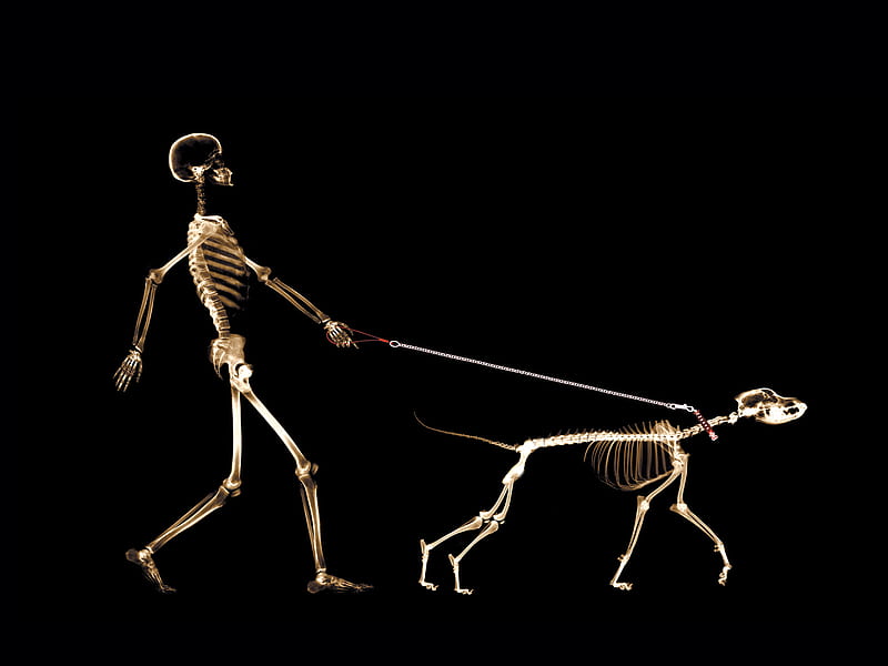x-ray dog, skeleton, man, skull, x-ray, dog, HD wallpaper