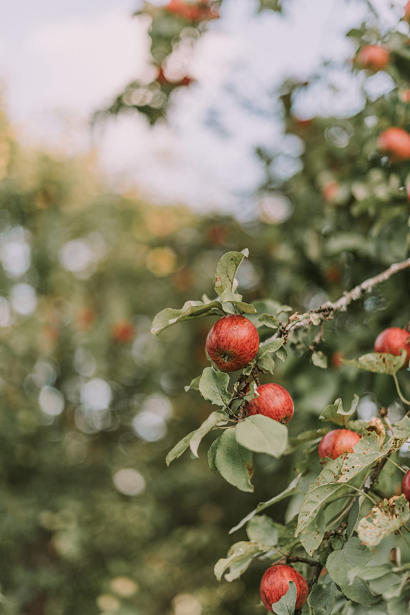 apples, red, ripe, branches, leaves, HD phone wallpaper