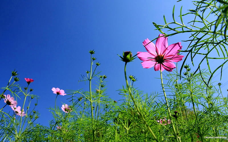 Autumn flowers-grass in the cosmos 04, HD wallpaper