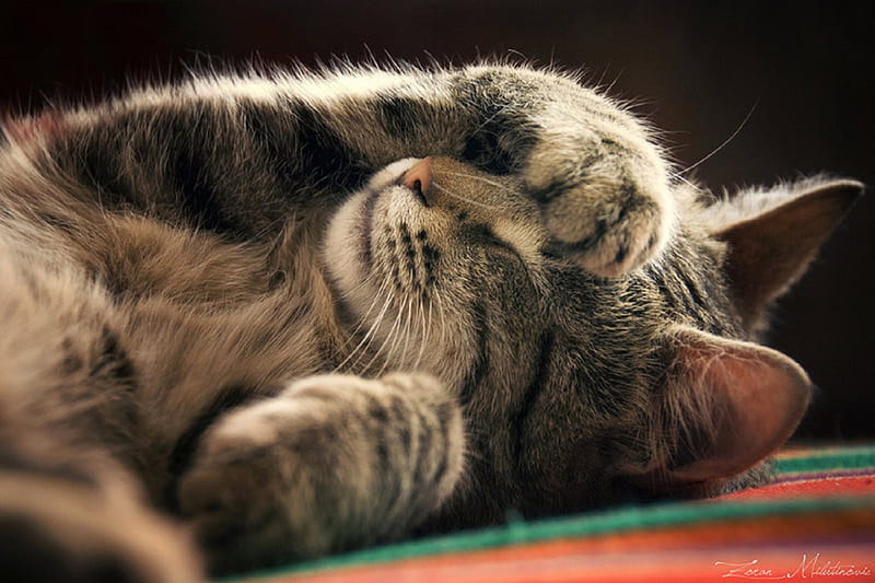 Do not Disturb, cute, graphy, sleep, kitty, bonito, cat, sweet, HD ...