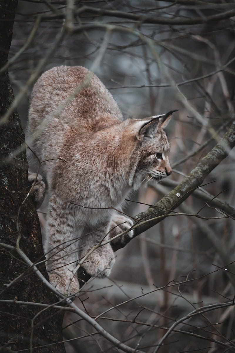 lynx, big cat, tree, animal, wildlife, HD phone wallpaper
