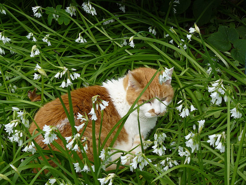 Norm in the wild Garlic, nature, pets, cats, animals, HD wallpaper