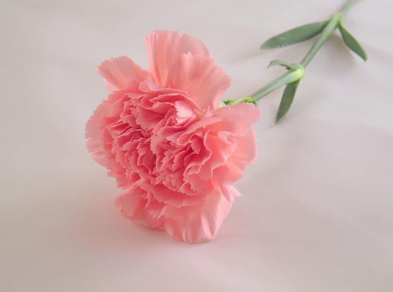 soft pink carnation, flower, soft, carnation, pink, HD wallpaper